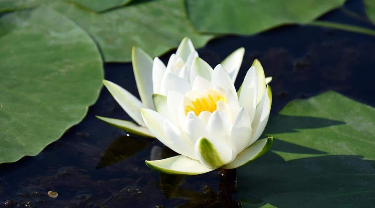 Water Lily