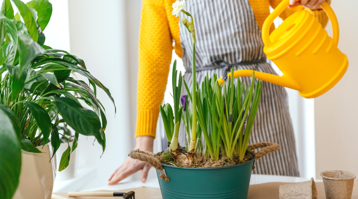 Close-up of a woman in a yellow sweater and striped apron is watering a potted plant of daffodil and hyacinth bulbs using a yellow watering can, indoors. The plants are planted in a large greenish-blue pot with decorative fabric handles on the sides. Daffodil plants are characterized by their distinctive, strap-like leaves that emerge from the base in a neat, grass-like arrangement. Daffodil flowers, known for their trumpet-shaped corona surrounded by petal-like tepals, are white and yellow in color. Grape hyacinth plants have slender, spiky leaves that resemble grass blades. Rising from the foliage, the grape hyacinth's flower spikes bear numerous small, blue, bell-shaped flowers that closely resemble clusters of grapes.