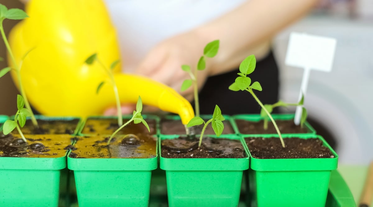 Close-up of a girl watering young seedlings with a bright yellow plastic watering can indoors. The seedlings grow in small green plastic pots. The seedlings have thin vertical stems and several ovoid, smooth green leaves.