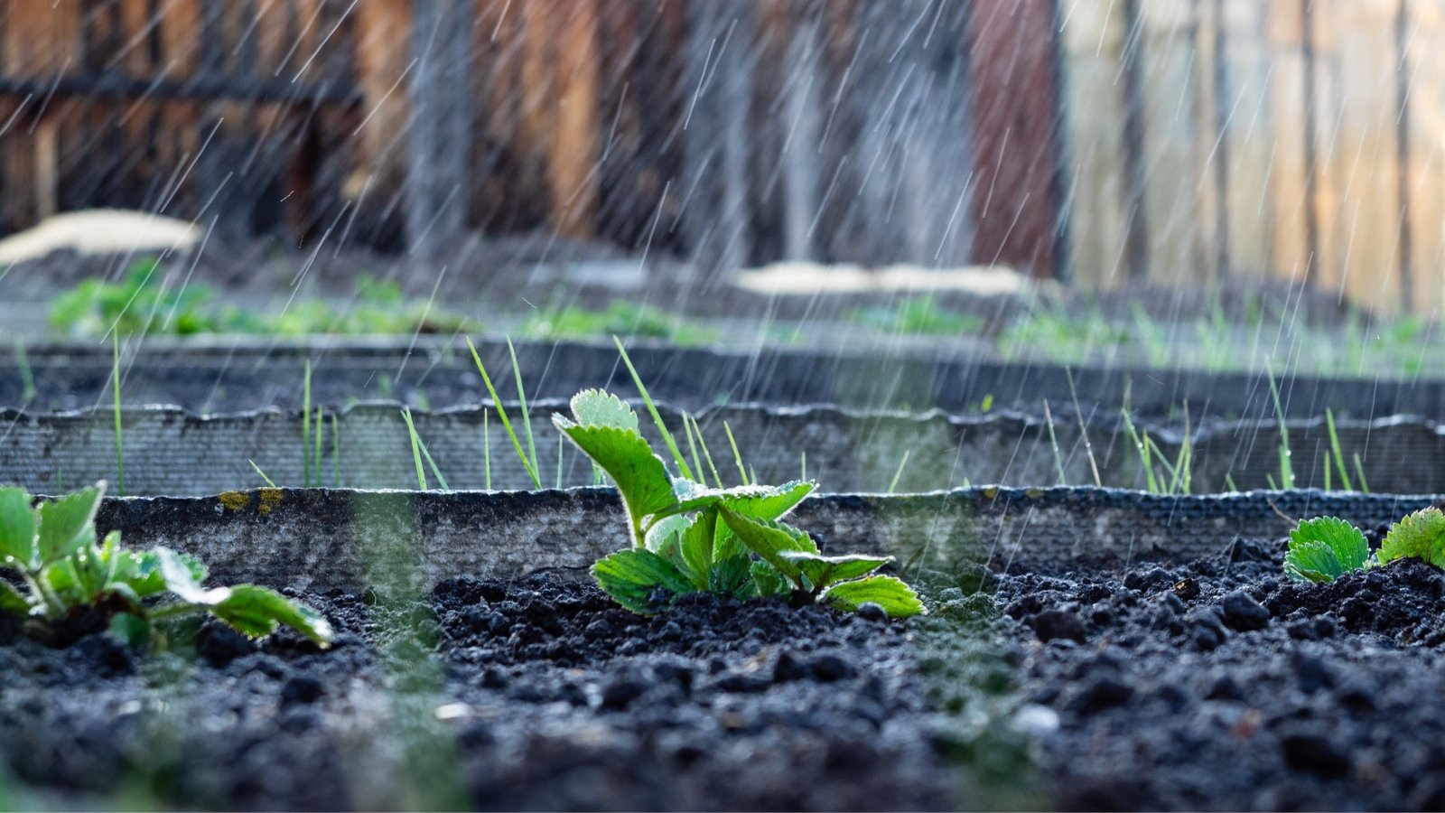 Water cascades over rows of young strawberry plants nestled in nutrient-rich dark soil, nurturing their growth with a refreshing shower, promising a bountiful harvest in the near future.