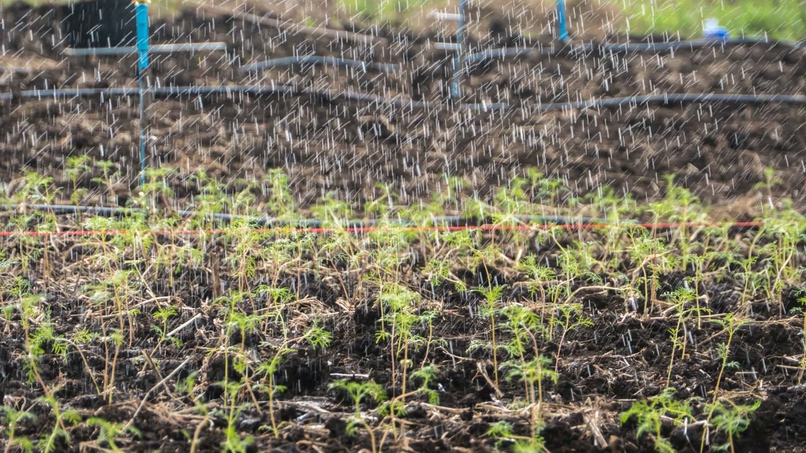 Cosmos seedlings soak up water droplets, their miniature stems reaching out for sustenance, a delicate dance of growth and nourishment in the glistening moisture.