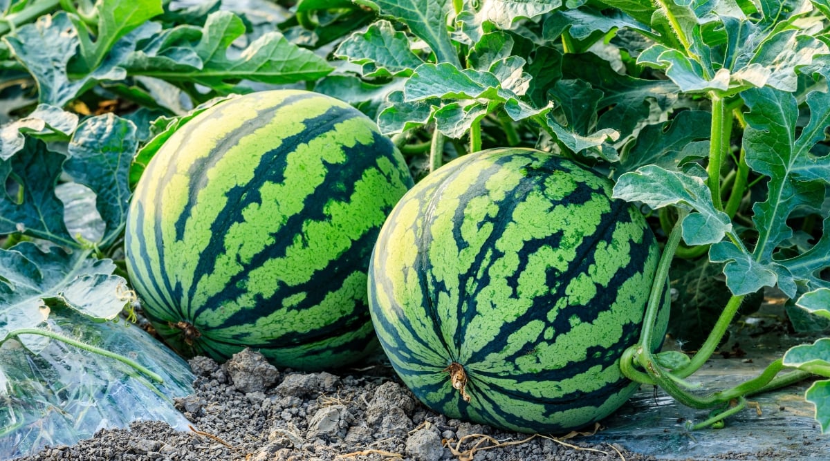 This close-up captures the lushness of a watermelon plantation. Two enormous watermelons, their striped rinds glistening with morning dew, rest on a bed of rough, sun-baked earth. Curling tendrils of leafy vines twine around the melons, their emerald green contrasting with the dusty brown soil.