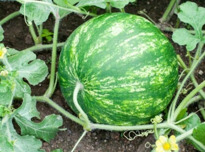 Watermelon variety growing in garden attached to vining plant in garden bed