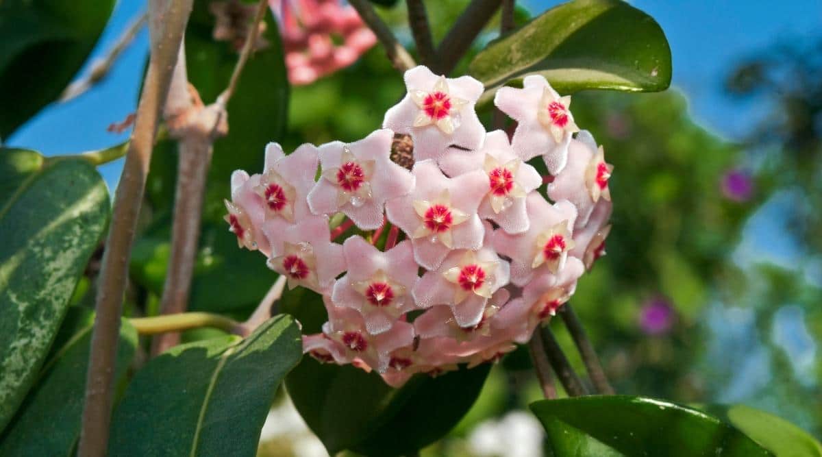 Wax Plant