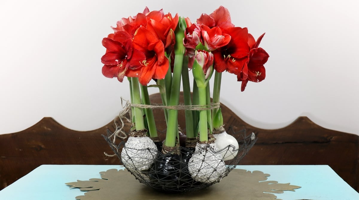 Close-up of flowering Amaryllis plants with waxed bulbs in a decorative black basket on the table. The bulbs are coated with white and black wax layers, creating a glossy and visually appealing exterior. Emerging from these waxed bulbs are sturdy stems that rise elegantly, showing large and vibrant blooms. The flowers are bright red in color and possess a velvety texture.