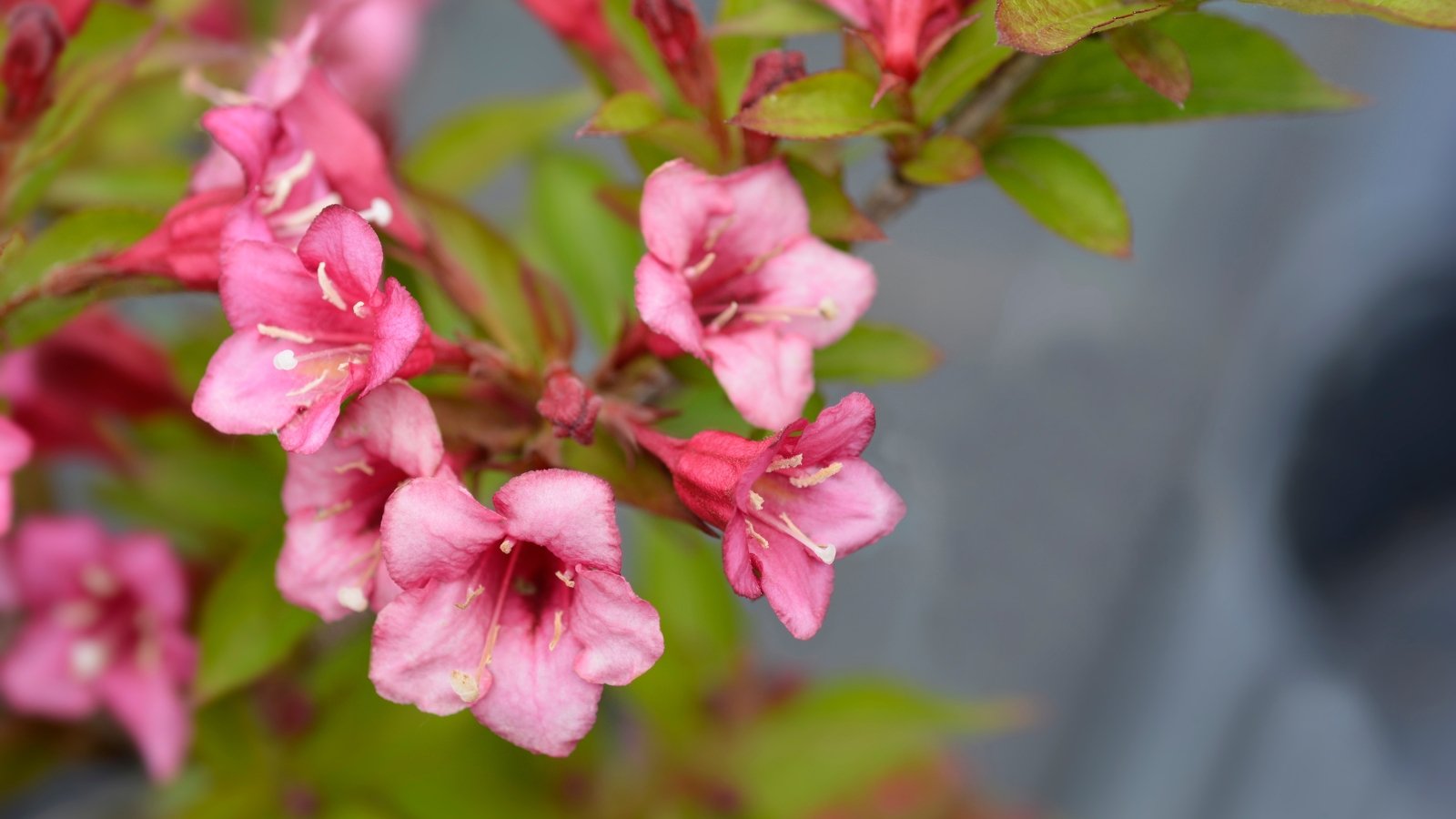 A close-up of pink 'Midnight Sun' weigela flowers, their delicate petals softly unfurling amidst lush green leaves, capturing the essence of dawn's first blush in a springtime garden.