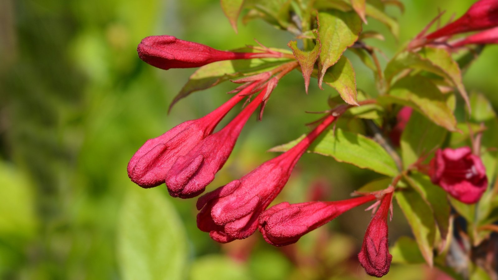 Vibrant pink blooms of 'Red Prince' weigela, showcased in close-up, contrast beautifully with lush green foliage in the background, evoking a stunning springtime scene full of natural elegance.