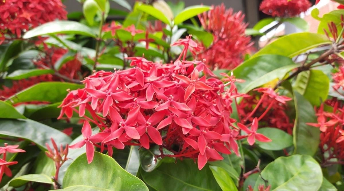 West Indian Jasmine