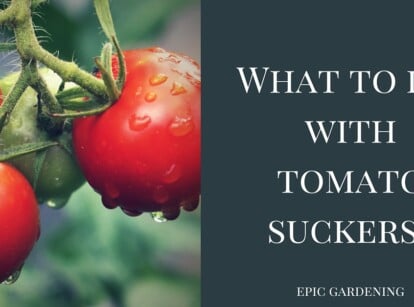 what do you do with tomato suckers