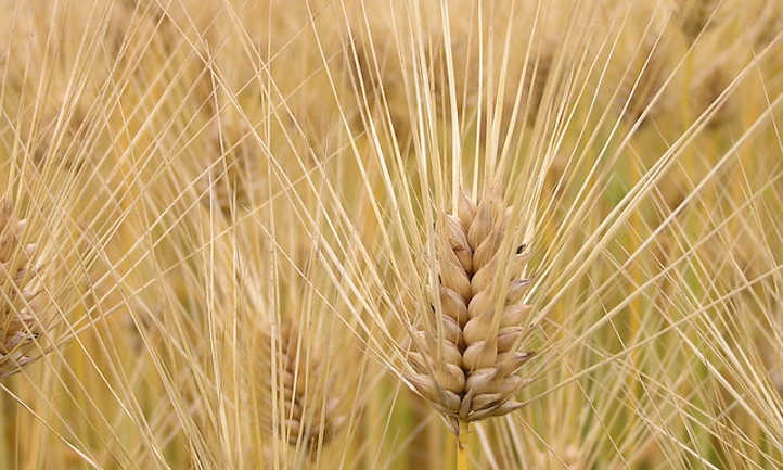 Wheat head