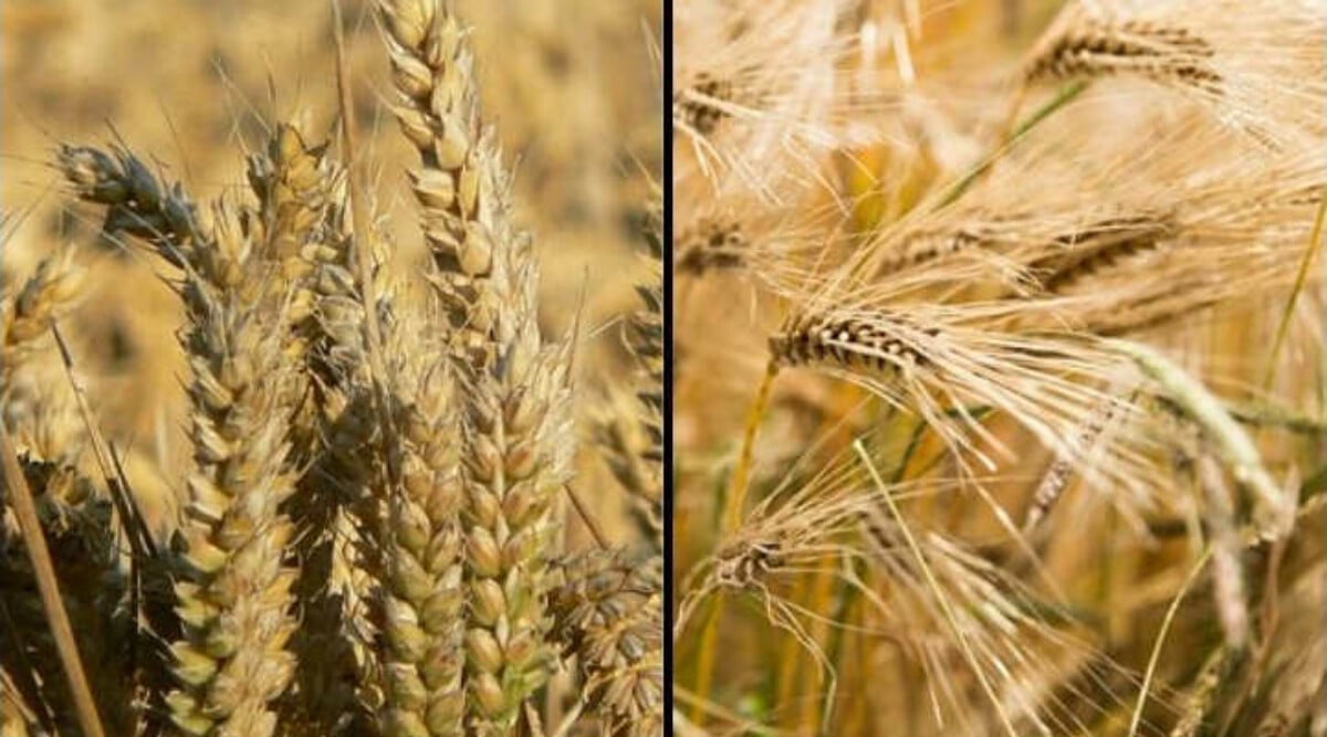 Wheat vs barley