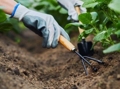 Gardener hilling potatoes in the garden.