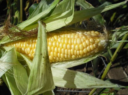 When to harvest corn