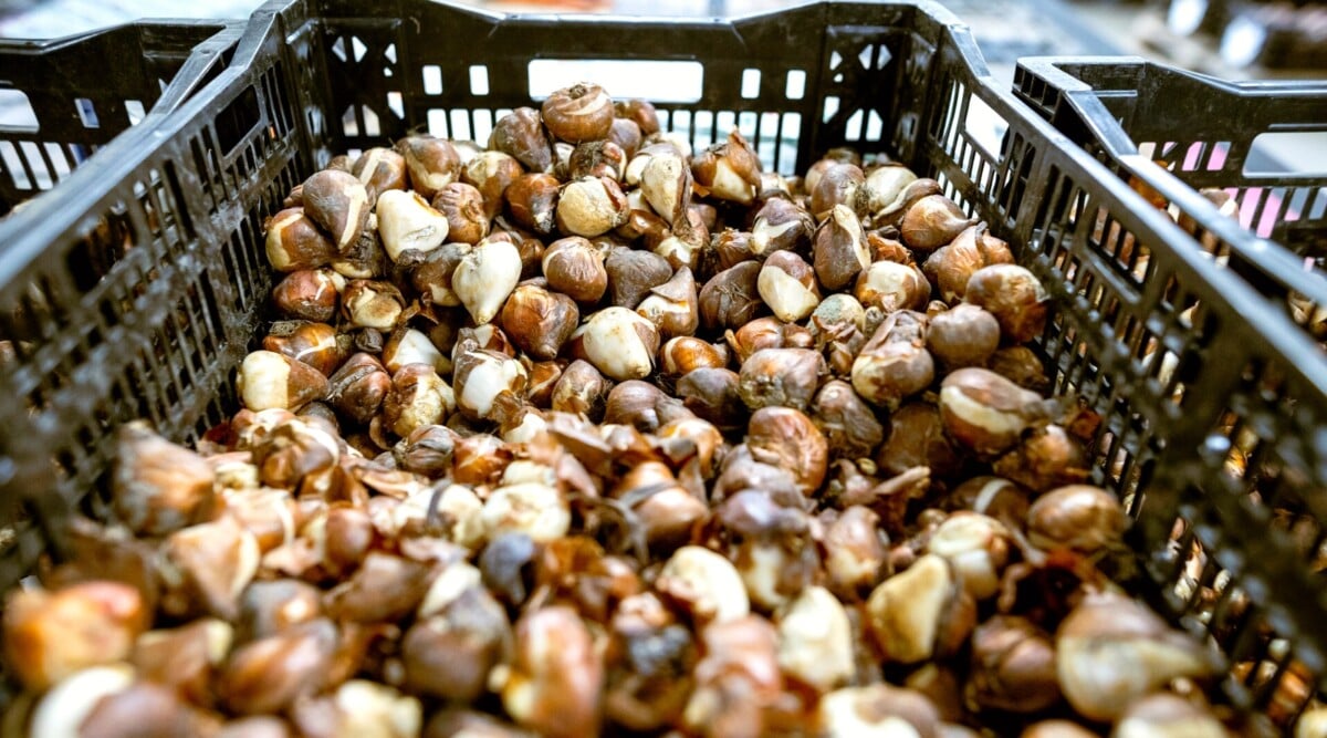 Close-up of a large black plastic storage crate half full of tulip bulbs.