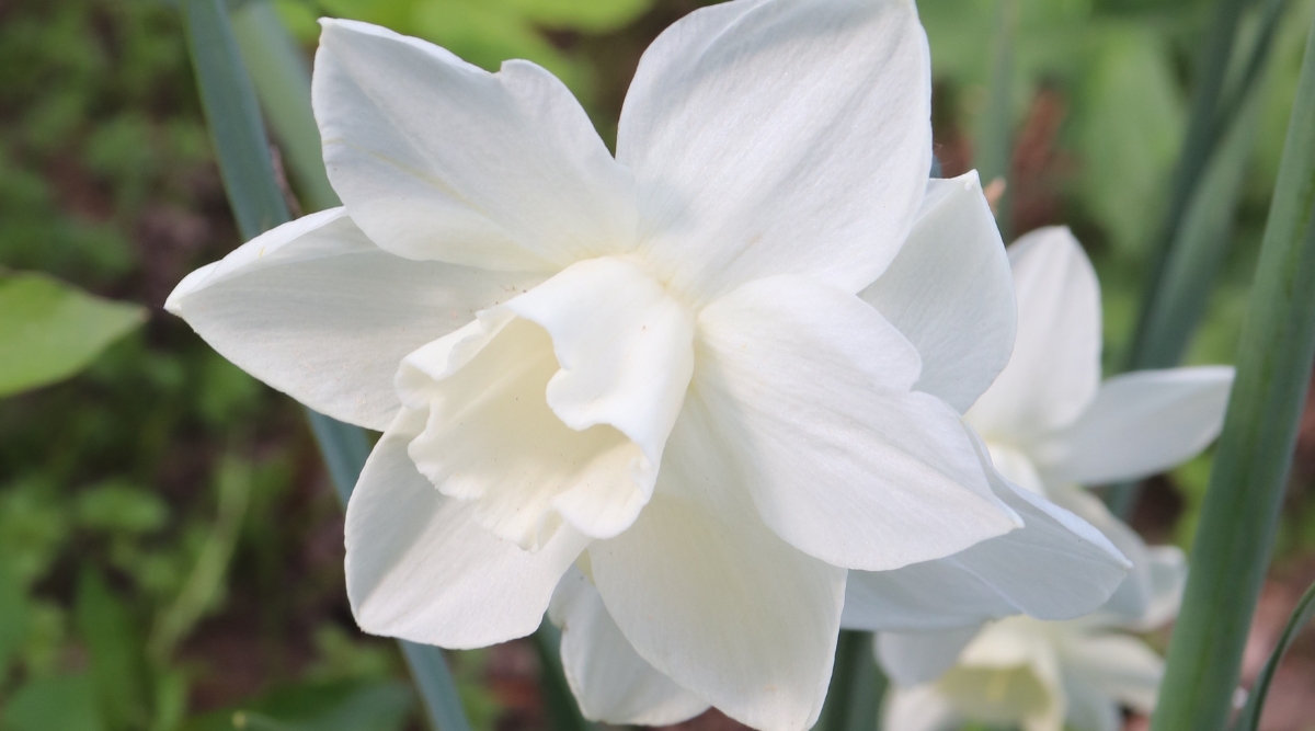 A close-up reveals the 'Inbal' paperwhite, a pristine white flower in full bloom, emanating purity. Behind it, verdant stems and leaves form a serene backdrop, enhancing the elegant simplicity of the bloom.
