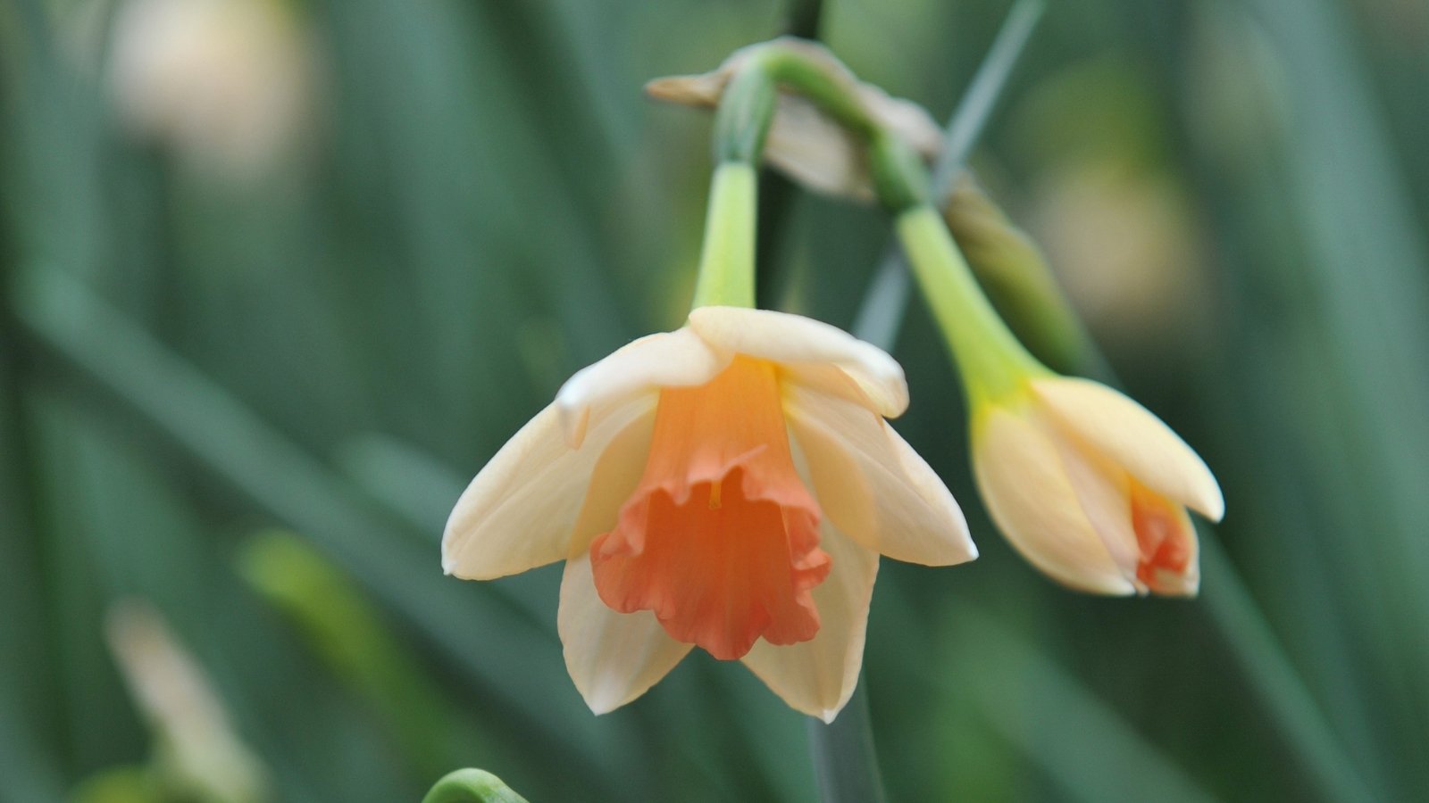 A close-up of Blushing Lady daffodil, layers of creamy white petals tinged with delicate pink hues form a captivating display. Each bloom boasts a vibrant orange corona, adding a pop of color and charm. In the blurred background, lush green leaves provide a verdant backdrop, enhancing the daffodil's natural beauty.  