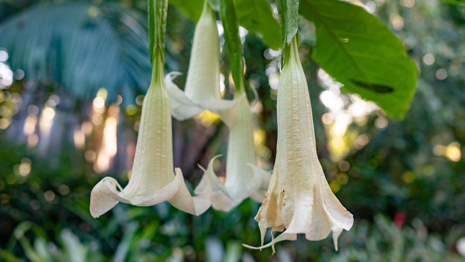 A close-up of white Angel's trumpet flowers hang gracefully, their petals cascading downward, framed by a lush, blurred background of vibrant foliage.