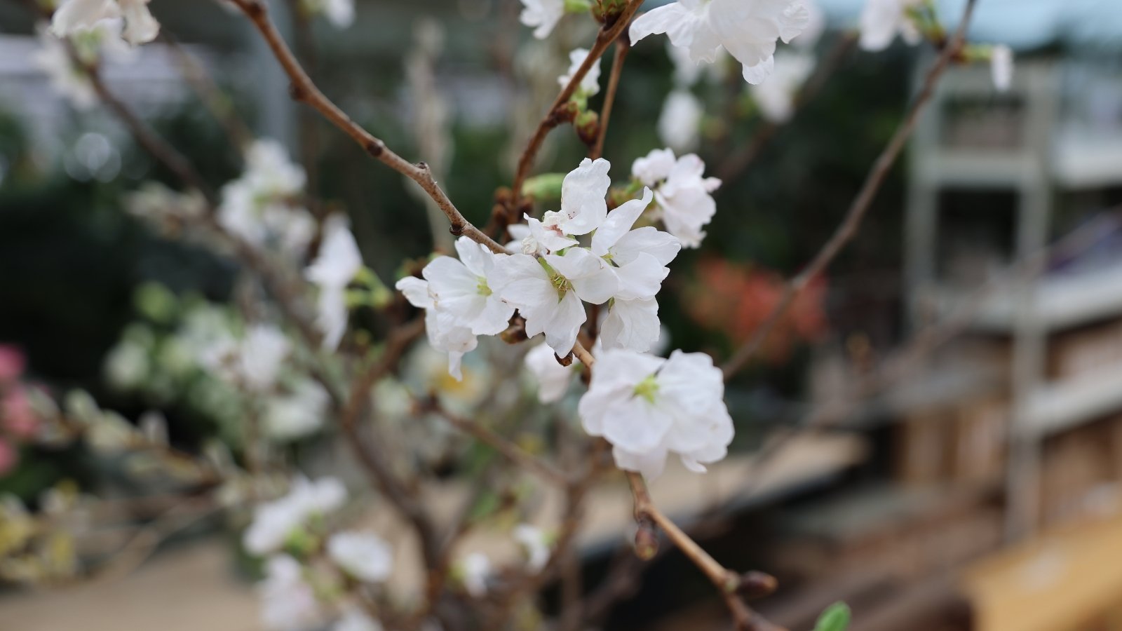 Delicate white blooms adorn slender branches of a native azalea, gracefully poised against a backdrop of blurred blossoms, creating a serene and ethereal ambiance in the garden scene.