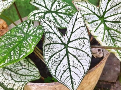 Close-up of White Christmas Caladium potted plant outdoors. Displaying large, heart-shaped leaves, the White Christmas Caladium features a pristine white background adorned with intricate veins and speckles in contrasting shades of green. The leaves are glossy and have a paper-thin texture.