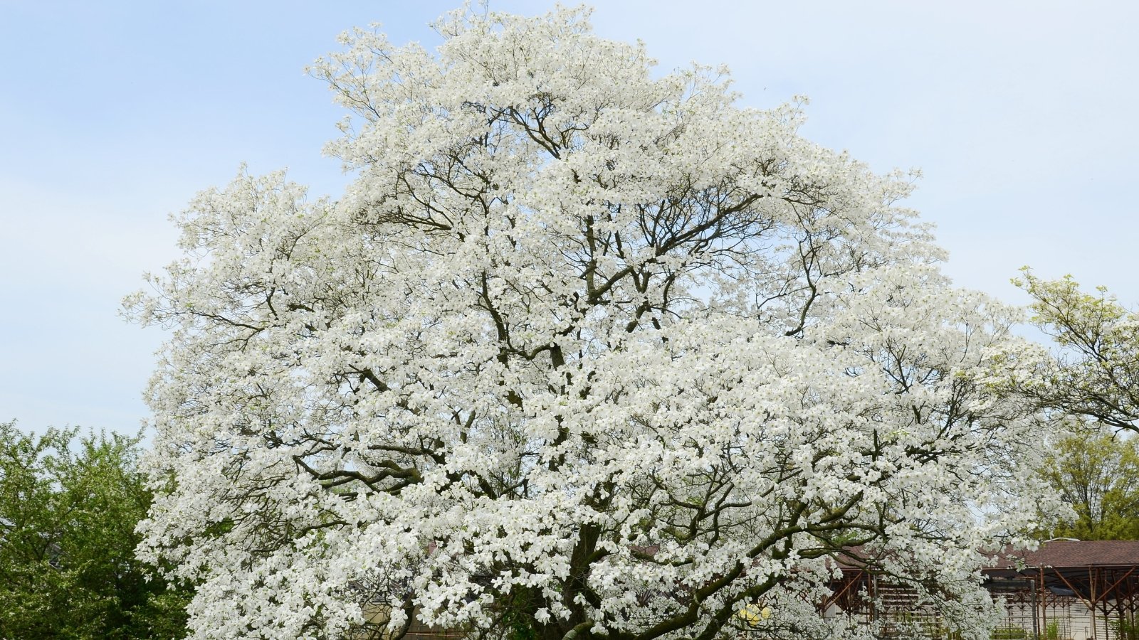 A close-up of a White Dogwood tree adorned with ivory leaves set against rustic brown branches; beneath the cloudless sky, a small house is nestled amidst lush greenery, harmonizing with the tranquil surroundings.