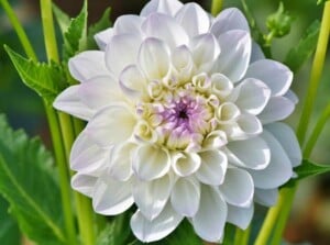 White Flower in Garden