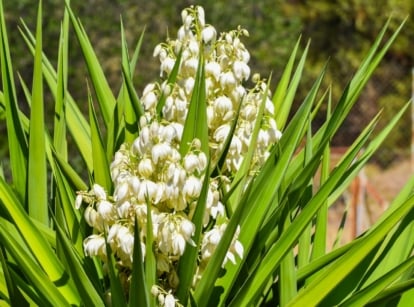 White yucca flowers burst forth, delicately adorning the midst of long, slender leaves, forming a picturesque contrast. The radiant sunlight bathes the yucca plant, casting a warm, inviting glow that accentuates its natural beauty.