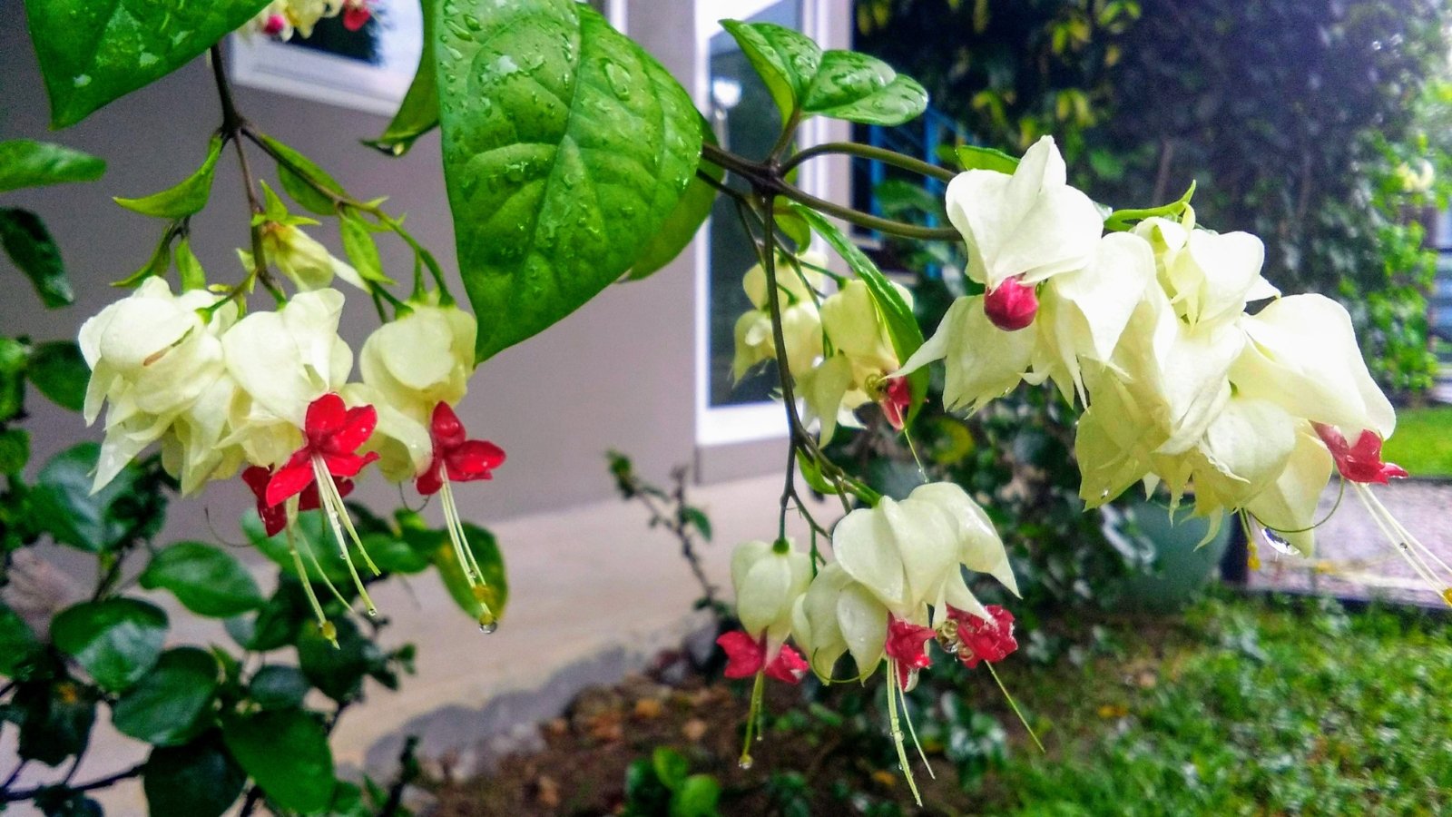 Wet leaves hang, dripping beside delicate flowers against a blurred backdrop of a gray house and green foliage, evoking a sense of tender beauty and serenity.