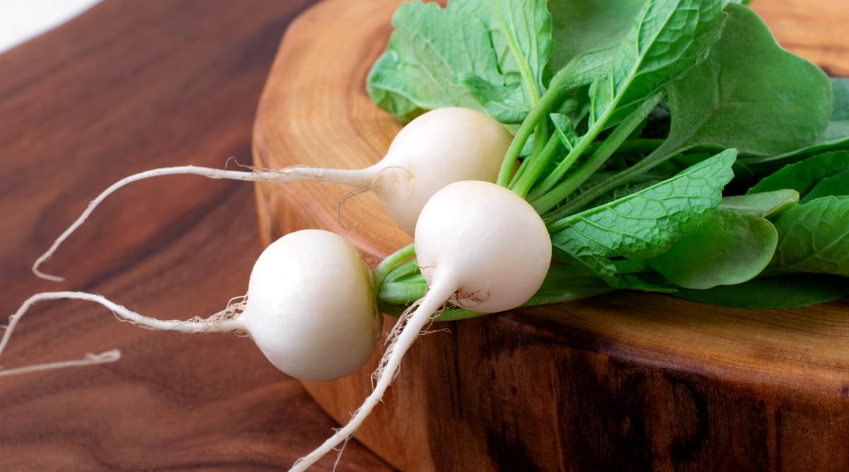 Close-up of ripe White Hailstone radish roots on a decorative wood plank indoors. Rounded roots with smooth white skin and large bright green oval leaves.