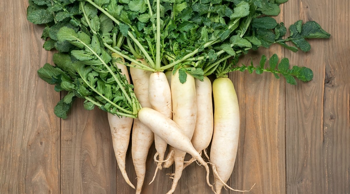 Close-up, top view of several ripe White Icicle radish roots on a wooden table. The roots are oblong, cylindrical, white-beige in color with long, narrow, strongly lobed dark green leaves.