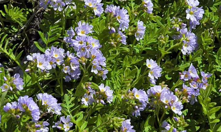 Lavender to white flowered plants