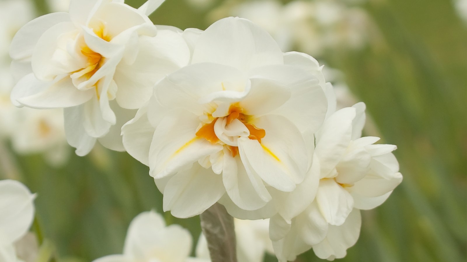 A close-up reveals Sir Winston Churchill daffodils, flaunting white petals with a delicate orange center, evoking the spirit of the iconic leader. The flowers stand tall, basking in the gentle sunlight, exuding an aura of resilience and determination, much like the statesman himself.