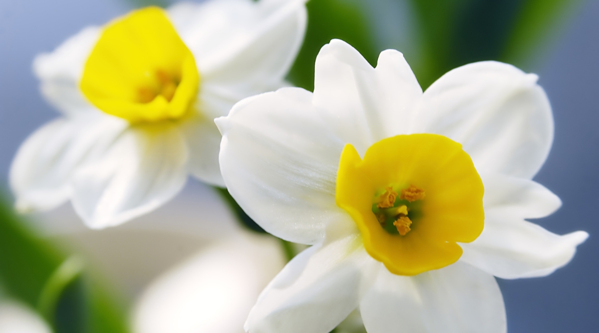 A close-up of 'Wintersun' paperwhite, with its snow-white petals and sun-kissed yellow centers glistening under the radiant sunlight. The delicate blooms exude a serene vibrancy, basking in the gentle warmth that accentuates their timeless allure.
