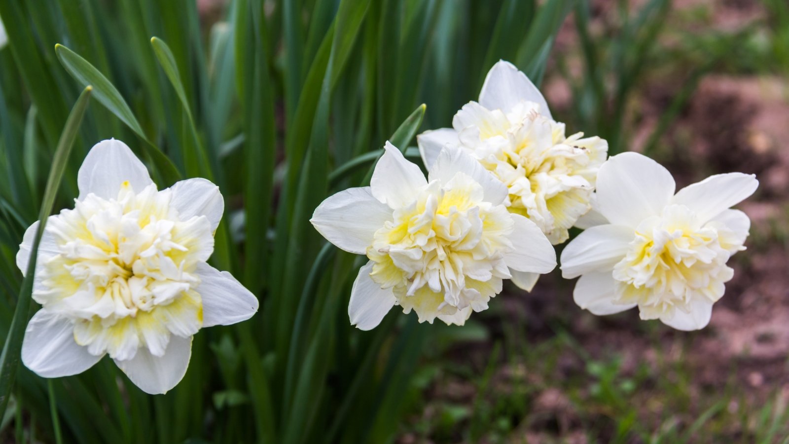 A close-up of Ice King daffodil reveals delicate white petals with pale yellow centers, exuding a subtle fragrance. The flowers stand tall amidst vibrant green leaves, adding a touch of elegance to the scene. Nestled within brown soil, they thrive in their natural habitat.