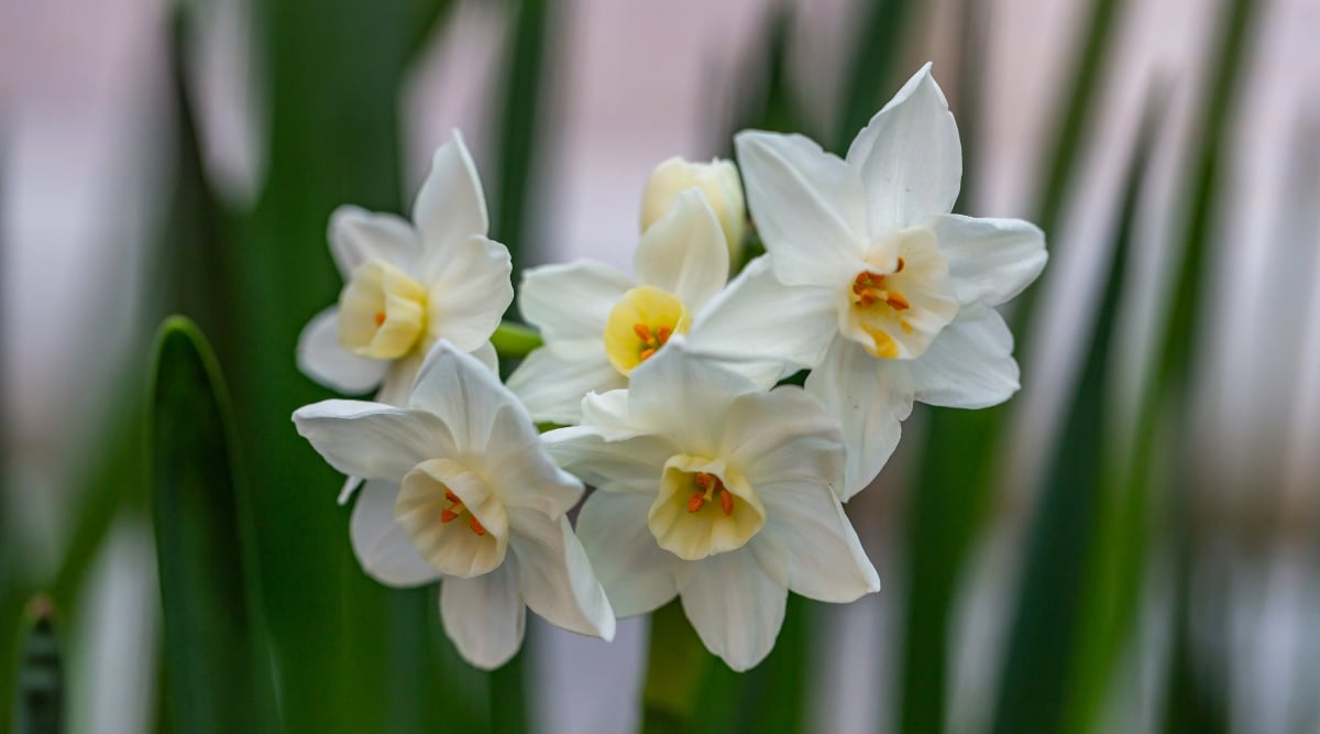 A close-up of the Ziva paperwhite variety exhibiting clusters of pure white blooms. Each bloom holds a vibrant, sunlit yellow center, radiating warmth and vitality amidst a blurred tapestry of verdant, emerald-green leaves.
