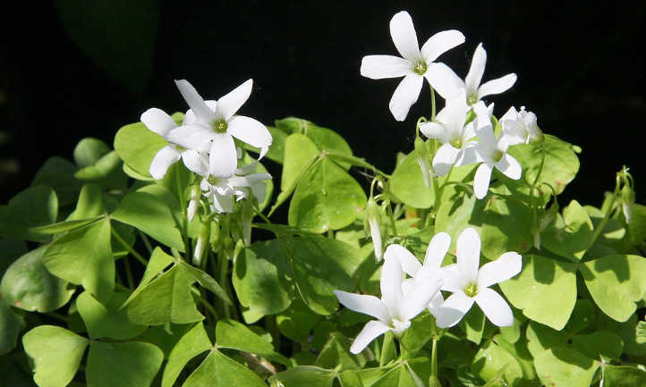 White oxalis flowers