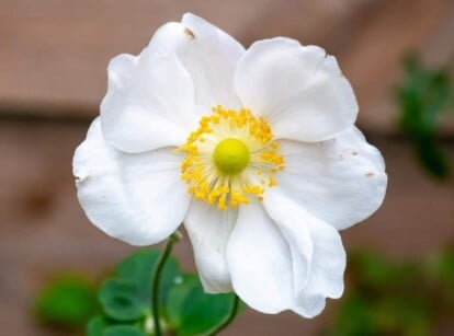 White Perennial Flower