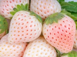 A close-up revealing pineberries, small white berries with red seeds, showcasing their unique appearance. These strawberries exhibit an intriguing combination of pale hues and vibrant red seeds, creating a visually distinctive fruit. Atop the berries, delicate green leaves add a touch of freshness to the composition.