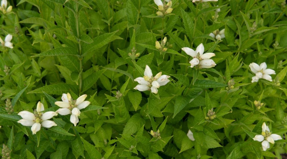 White Turtlehead
