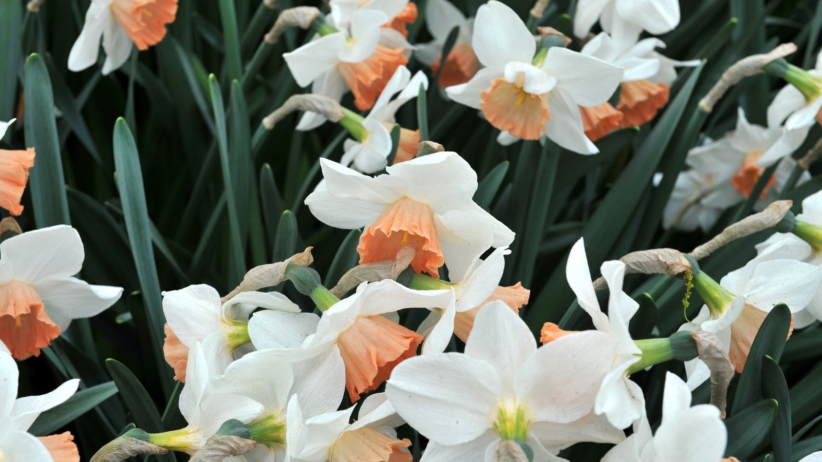 A close-up of Accent daffodils, capturing their delicate beauty with softly curved petals and golden hearts. Each leaf of the daffodil elegantly fans out, framing the blossoms in verdant elegance. The intricate network of veins adds texture and depth to the lush, green foliage.