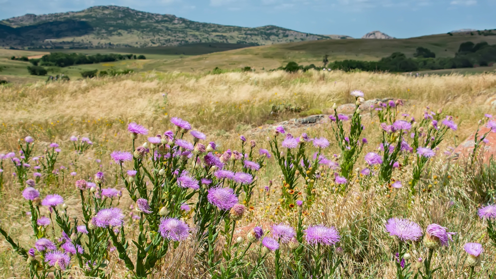 View of the Wichita Mountains in Oklahoma with American basketflower blooming on a meadow in its natural environment.