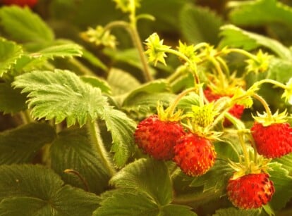 A vibrant wild strawberry plant basks in the warm sunlight. The ruby-red strawberries, arranged like nature's jewels, capture the light, creating a mesmerizing display of freshness and natural beauty.