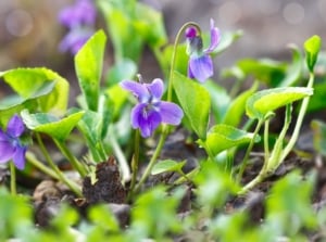 Close-up of blooming wild violets in the garden. Viola sororia presents delicate, heart-shaped leaves in a lush rosette formation, tinged with shades of green. Its dainty, five-petaled flowers bloom in clusters on slender stems, showing a deep purple color. The flowers feature intricate veining.