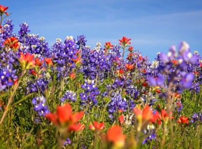 Bluebonnets and crimson flowers blanket the Texas hill countryside, adding bursts of color to the landscape. The warm glow of the sun bathes the blossoms, highlighting their natural beauty.