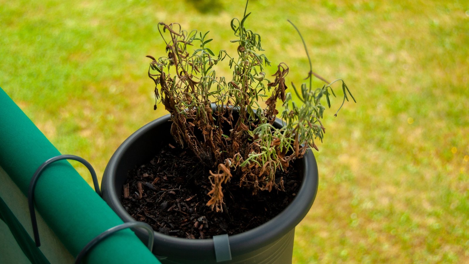 A small black plastic container with a wilted Lavandula plant. The plant has shriveled brown stems and dry, curled leaves.