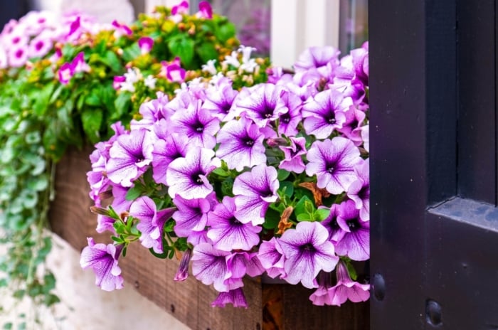 window box ideas. Close-up of flowering Petunias, Wishbone flowers and Emerald Falls Dichondra plants in a large wooden window box by the window. Sanguna® Blue Vein Petunias display stunning trumpet-shaped blooms in varying shades of purple, adorned with delicate deep purple veins that create an intricate and mesmerizing pattern.