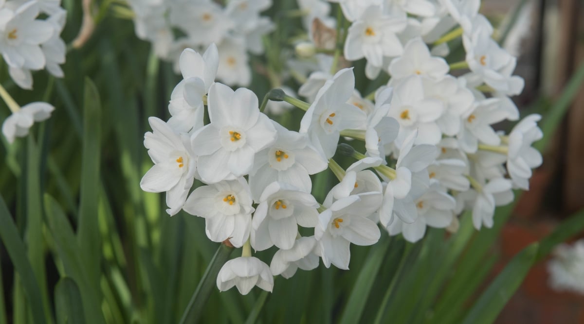 A close-up of Paperwhite blooms presents their exquisite cluster. The lush, green leaves provide a lush backdrop to the pure white flowers, enhancing their beauty and charm.
