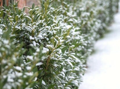 Close-up of a snow-covered garden with trimmed Buxus bushes. These evergreen shrubs have dense, small, oval-shaped foliage and a rich green color.