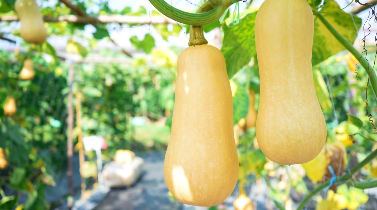 Close-up of ripe fruits of butternut plant (Cucurbita moschata) plant in a sunny garden. It is a climbing annual plant belonging to the gourd family (Cucurbitaceae). Its leaves are large, broad, heart-shaped, dark green in color and coarse in texture. The plant produces elongated, oblong fruits that are tan or light beige in color with a smooth skin and a bulbous base.