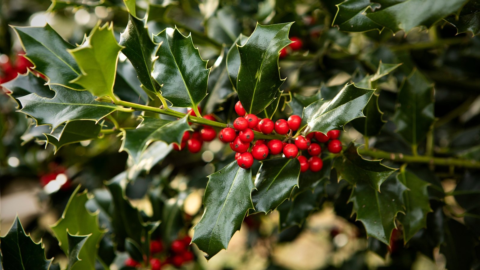 A winterberry holly shrub flaunting red berries nestled amid glossy, evergreen leaves, evoking festive charm in the winter landscape, a splash of crimson against verdant foliage.