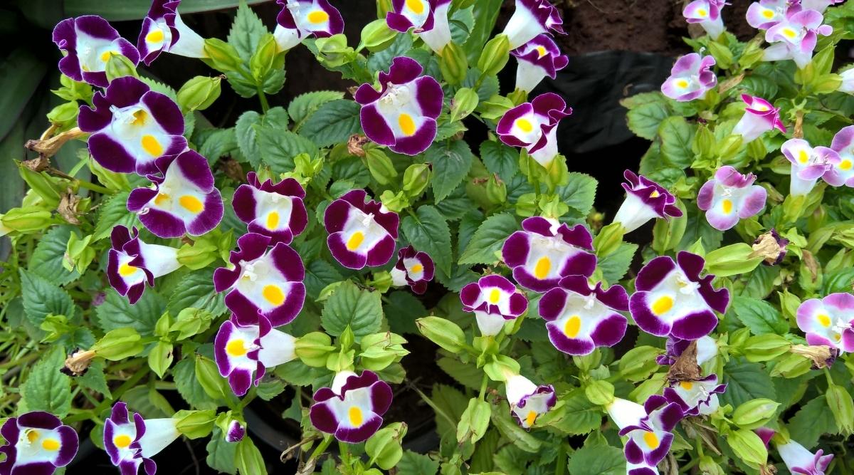 Wishbone Flower